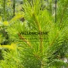 Aiguilles jaunes du PINUS sylvestris 'Wolting's Gold'