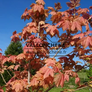 Leuchtend rosafarbenes FrĂŒhlingslaub von ACER pseudoplatanus 'Simon-Louis FrĂšres'