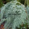 Gros plan du feuillage bleu du CHAMAECYPARIS lawsoniana 'Pembury Blue' Gros plan du feuillage bleu du CHAMAECYPARIS lawsoniana 'Pembury Blue'