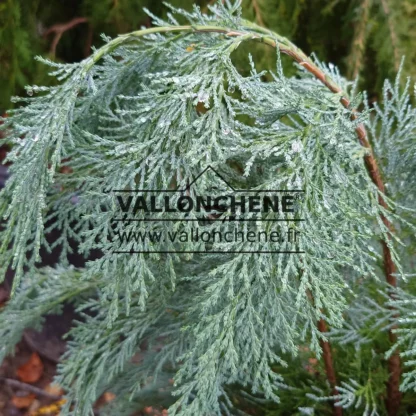 Gros plan du feuillage bleu du CHAMAECYPARIS lawsoniana 'Pembury Blue' Gros plan du feuillage bleu du CHAMAECYPARIS lawsoniana 'Pembury Blue'