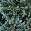 Feuillage bleu du CHAMAECYPARIS lawsoniana 'Pembury Blue' Feuillage bleu du CHAMAECYPARIS lawsoniana 'Pembury Blue'