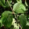 Feuillage vert du CORNUS officinalis 'Gold Puff' Feuillage vert du CORNUS officinalis 'Gold Puff'