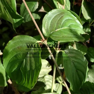Grünes Laubwerk von CORNUS officinalis 'Gold Puff'