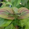Jeune pousse du feuillage d'un CORNUS x rutgersensis 'Celestial Shadow' Jeune pousse du feuillage d'un CORNUS x rutgersensis 'Celestial Shadow'