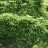 Feuillage vert crispé de l'ACER palmatum 'Shishigashira' Feuillage vert crispé de l'ACER palmatum 'Shishigashira'