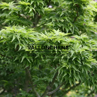 Feuillage vert crispé de l'ACER palmatum 'Shishigashira' Feuillage vert crispé de l'ACER palmatum 'Shishigashira'