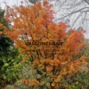Couleur automnale orange du feuillage de l'ACER palmatum 'Shishigashira' Couleur automnale orange du feuillage de l'ACER palmatum 'Shishigashira'