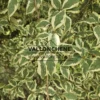 Primer plano del follaje verde bordeado de blanco de CORNUS mas 'Variegata'