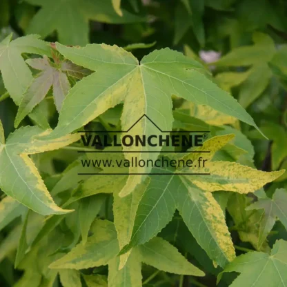Primer plano del follaje verde moteado de amarillo del LIQUIDAMBAR styraciflua 'Aurea' Primer plano del follaje verde moteado de amarillo del LIQUIDAMBAR styraciflua 'Aurea'