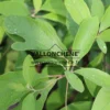 Gros plan sur le feuillage vert à formes variables du SASSAFRAS albidum Gros plan sur le feuillage vert à formes variables du SASSAFRAS albidum