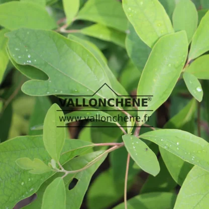 Gros plan sur le feuillage vert à formes variables du SASSAFRAS albidum Gros plan sur le feuillage vert à formes variables du SASSAFRAS albidum