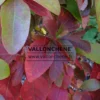 Feuilles automnales rouges du SASSAFRAS albidum Feuilles automnales rouges du SASSAFRAS albidum