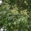 Fleurs avant l'éclosion du TETRADIUM daniellii avec son feuillage vert Fleurs avant l'éclosion du TETRADIUM daniellii avec son feuillage vert