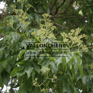BlĂŒten vor der BlĂŒte des TETRADIUM daniellii mit seinem grĂŒnen Laub
