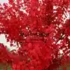An ACER rubrum 'Schlesingeri' with its flamboyant red foliage in autumn