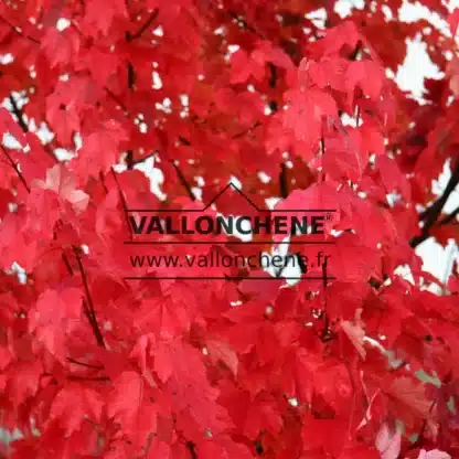 Close-up in autumn on the vigorous red foliage of ACER rubrum 'Schlesingeri'