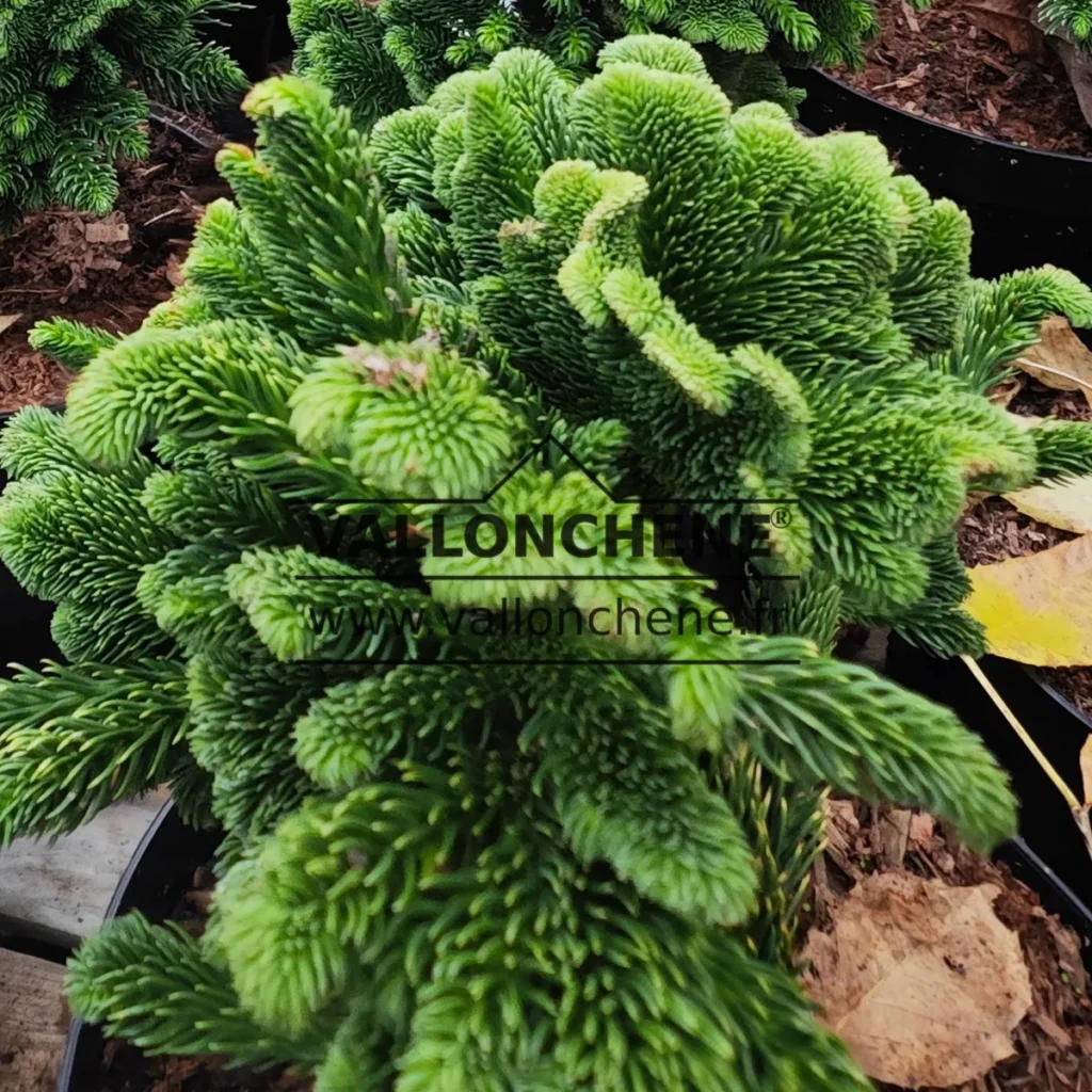 Gros plan sur le feuillage en forme de crĂȘte de coq du CRYPTOMERIA japonica 'Tomahawk'