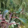 Feuillage vert avec les pétioles rouges du EMMENOPTERYS henryi Feuillage vert avec les pétioles rouges du EMMENOPTERYS henryi