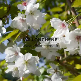 Blüten des PRUNUS 'Tai-Haku'