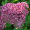 Fleur rose de l'HYDRANGEA arborescens 'Pink Annabelle' (invincibelle)