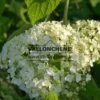 Gros plan sur fleur blanche de l'HYDRANGEA arborescens 'Strong Annabelle' (incrediball)