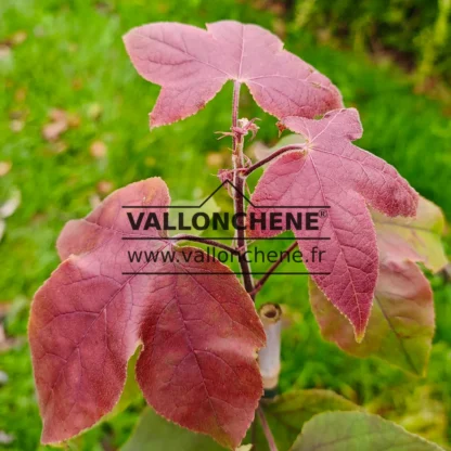 Pousse rouge du LIQUIDAMBAR formosana Pousse rouge du LIQUIDAMBAR formosana