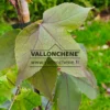 Feuille veinée du LIQUIDAMBAR formosana Feuille veinée du LIQUIDAMBAR formosana