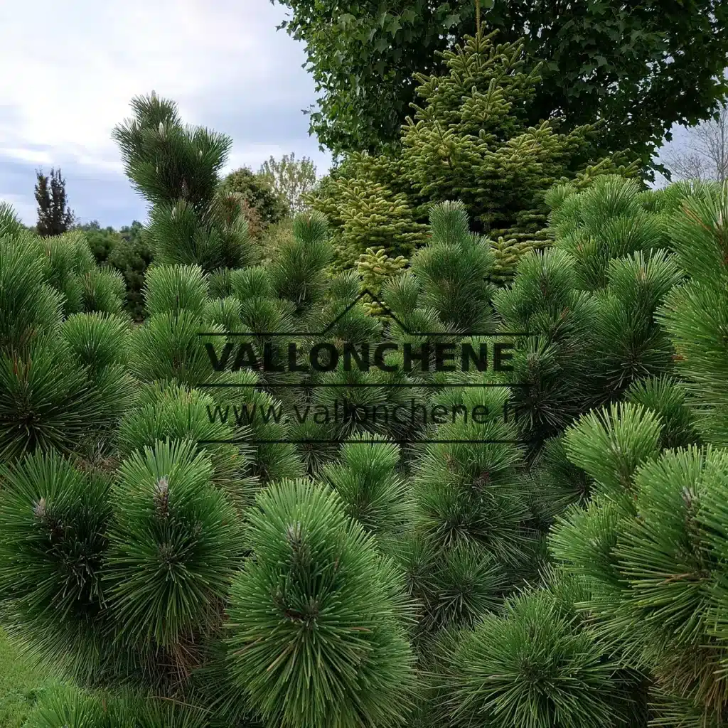 Un sujet de PINUS thunbergii 'Thunderhead' d'une vingtaine d'annĂ©e Ă VallonchĂȘne