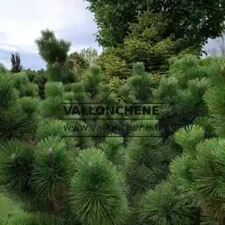Eine etwa zwanzig Jahre alte PINUS thunbergii 'Thunderhead' auf VallonchĂȘne