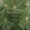 Pousses et aiguilles d'un PINUS thunbergii 'Thunderhead'