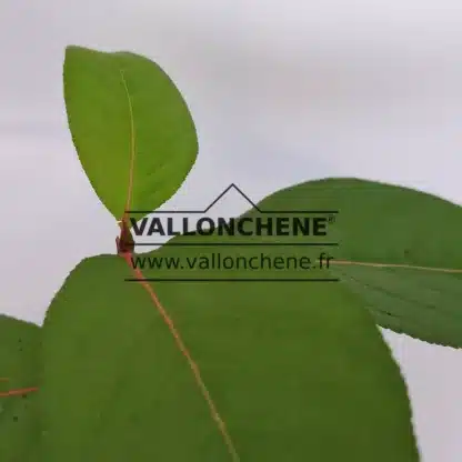 Feuillage vert avec la veine principale rouge d'un POPULUS koreana Feuillage vert avec la veine principale rouge d'un POPULUS koreana