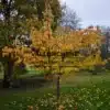 Feuillage d'automne rouge, orange et jaune du PRUNUS 'Tai-Haku' Feuillage d'automne rouge, orange et jaune du PRUNUS 'Tai-Haku'