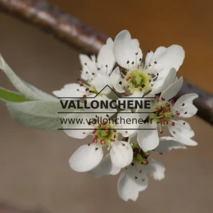 Close-up of the white flowers of PYRUS salicifolia 'Pendula' and its gray foliage Close-up of the white flowers of PYRUS salicifolia 'Pendula' and its gray foliage