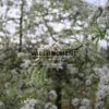 Gray foliage and white flowers of PYRUS salicifolia 'Pendula' Gray foliage and white flowers of PYRUS salicifolia 'Pendula'
