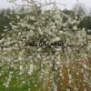 PYRUS salicifolia 'Pendula' covered with flowers and its gray foliage PYRUS salicifolia 'Pendula' covered with flowers and its gray foliage