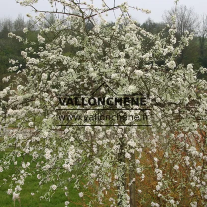 PYRUS salicifolia 'Pendula' couvert de fleurs avec son feuillage gris PYRUS salicifolia 'Pendula' couvert de fleurs avec son feuillage gris