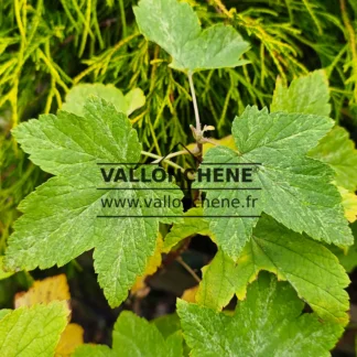GrĂŒne, weiĂ gesprenkelte BlĂ€tter im SpĂ€therbst von RIBES americanum 'Variegatum'