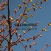 Nahaufnahme des orangefarbenen Holzes von TILIA cordata 'Winter Orange'