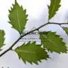 Feuilles découpées du ZELKOVA carpinifolia 'Verschaffeltii'