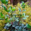 Foliage and red branches of ARBUTUS unedo 'Peace and Love' Foliage and red branches of ARBUTUS unedo 'Peace and Love'