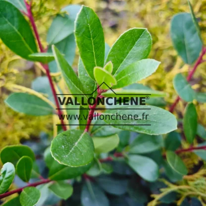 Close-up of young shoots with red branches of ARBUTUS unedo 'Peace and Love' Close-up of young shoots with red branches of ARBUTUS unedo 'Peace and Love'