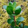 Close-up of green leaves of ARBUTUS unedo 'Peace and Love' Close-up of green leaves of ARBUTUS unedo 'Peace and Love'