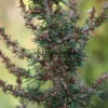 Gros plan sur les aiguilles et l'écorce du CEDRUS libanii ssp. brevifolia 'Kenwith' Gros plan sur les aiguilles et l'écorce du CEDRUS libanii ssp. brevifolia 'Kenwith'