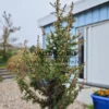 Un exemplaire du CEDRUS libanii ssp. brevifolia 'Kenwith' d'une hauteur de 40 cm Un exemplaire du CEDRUS libanii ssp. brevifolia 'Kenwith' d'une hauteur de 40 cm