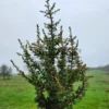 Vue rapprochée d'un CEDRUS libanii ssp. brevifolia 'Kenwith' de 8 ans Vue rapprochée d'un CEDRUS libanii ssp. brevifolia 'Kenwith' de 8 ans
