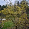 Exemplaire d'un CORNUS mas 'Jolico' couvert de fleurs en février Exemplaire d'un CORNUS mas 'Jolico' couvert de fleurs en février