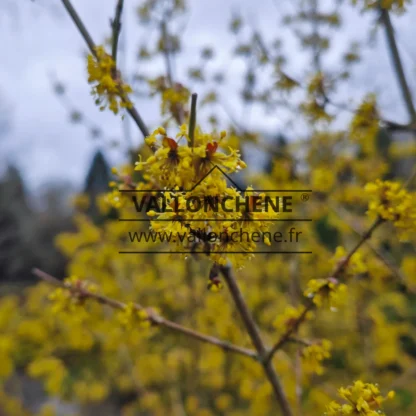 Gros plan sur une fleur jaune de CORNUS mas 'Jolico' Gros plan sur une fleur jaune de CORNUS mas 'Jolico'