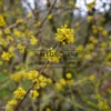 Flores amarillas de CORNUS mas 'Variegata' en febrero