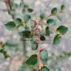 Nahaufnahme der grünen Blätter und der kupferfarbenen Knospen von NOTHOFAGUS betuloides Nahaufnahme der grünen Blätter und der kupferfarbenen Knospen von NOTHOFAGUS betuloides