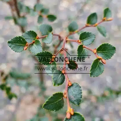 Nahaufnahme der grünen Blätter und der kupferfarbenen Knospen von NOTHOFAGUS betuloides Nahaufnahme der grünen Blätter und der kupferfarbenen Knospen von NOTHOFAGUS betuloides